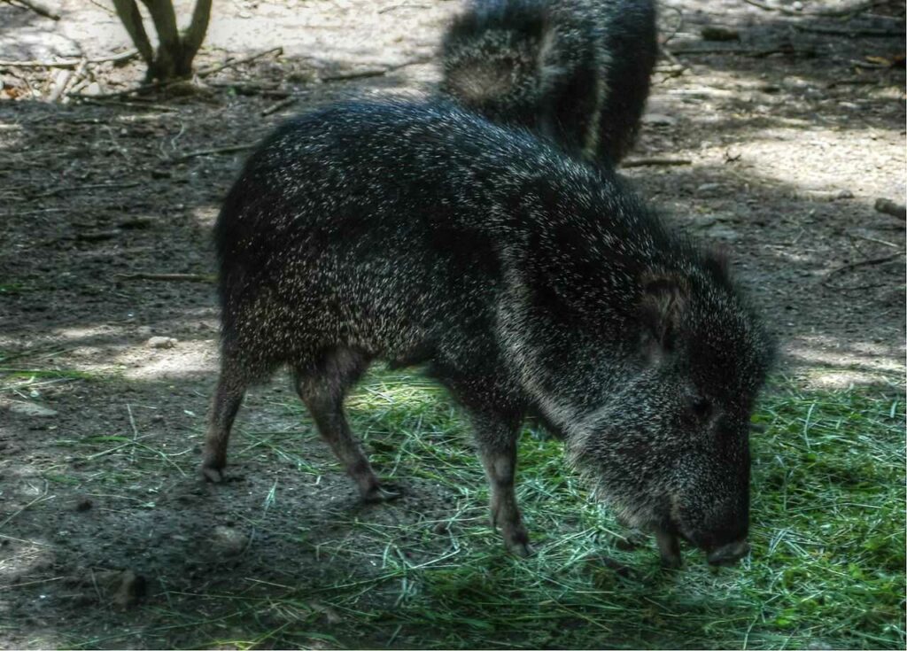 Peccary