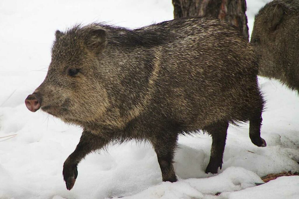 Peccary