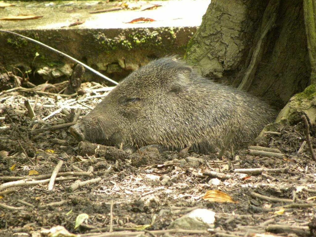 Peccary