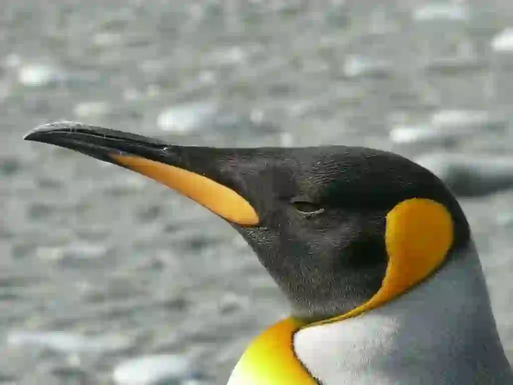 ペンギン