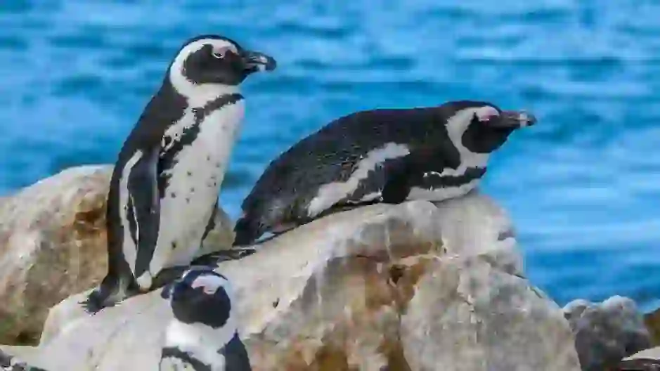 ペンギン