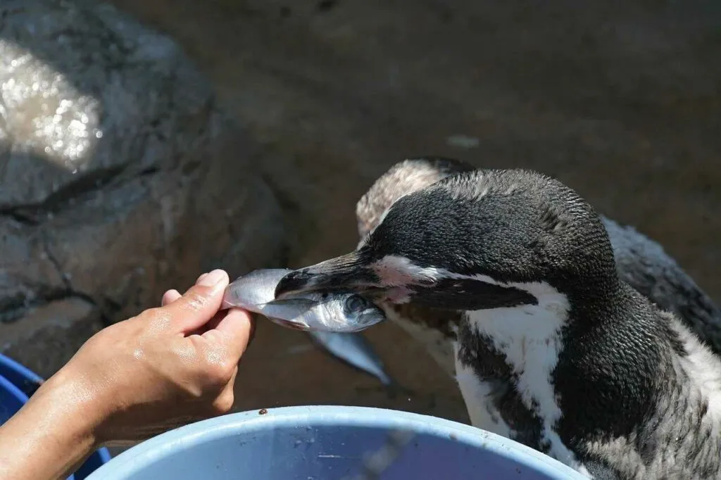 ペンギン