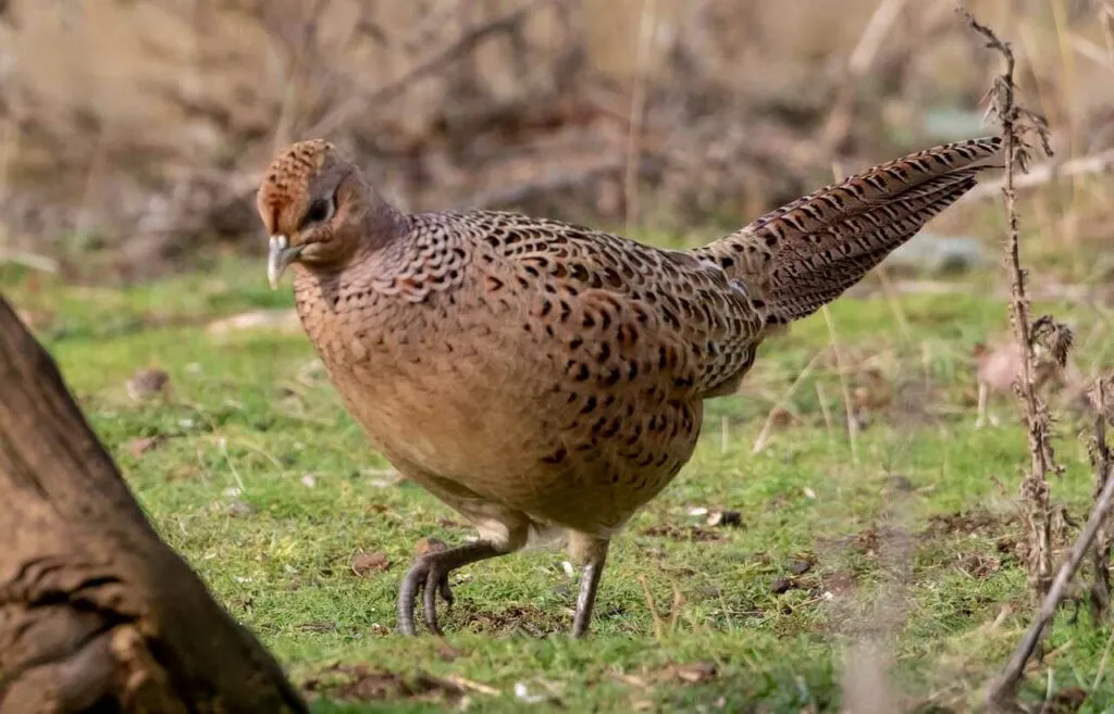 Pheasant