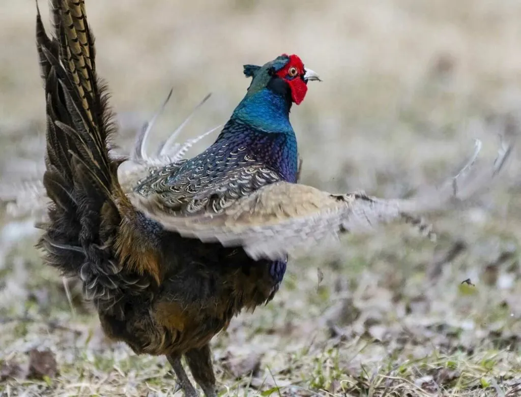 Pheasant