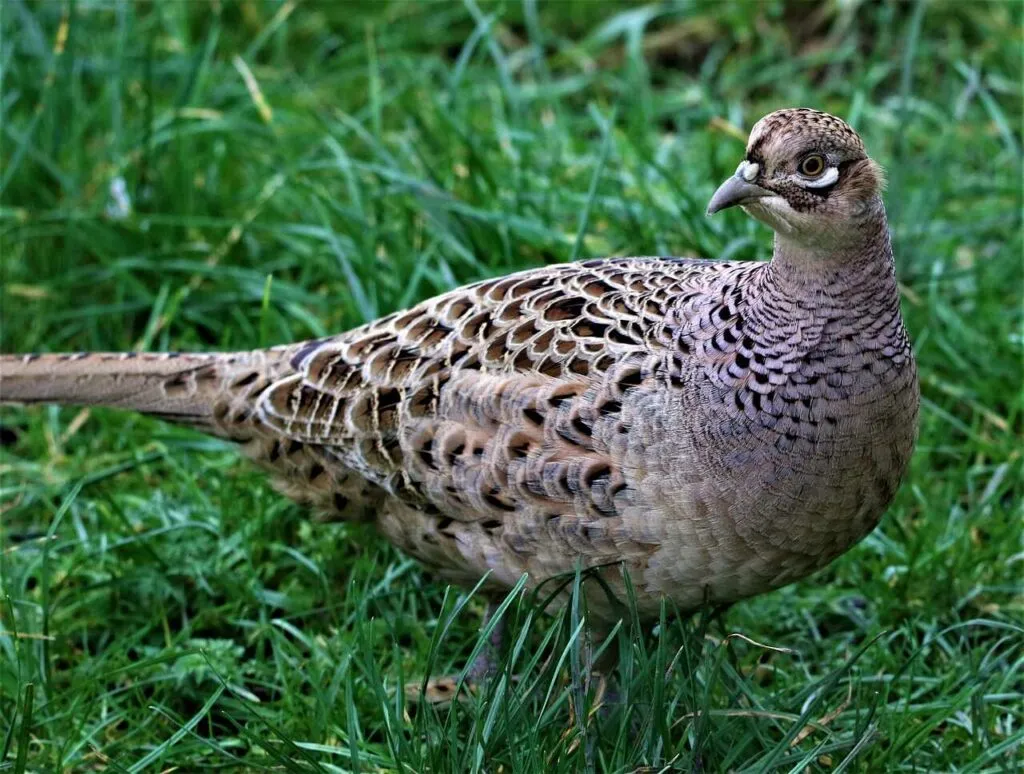 Pheasant