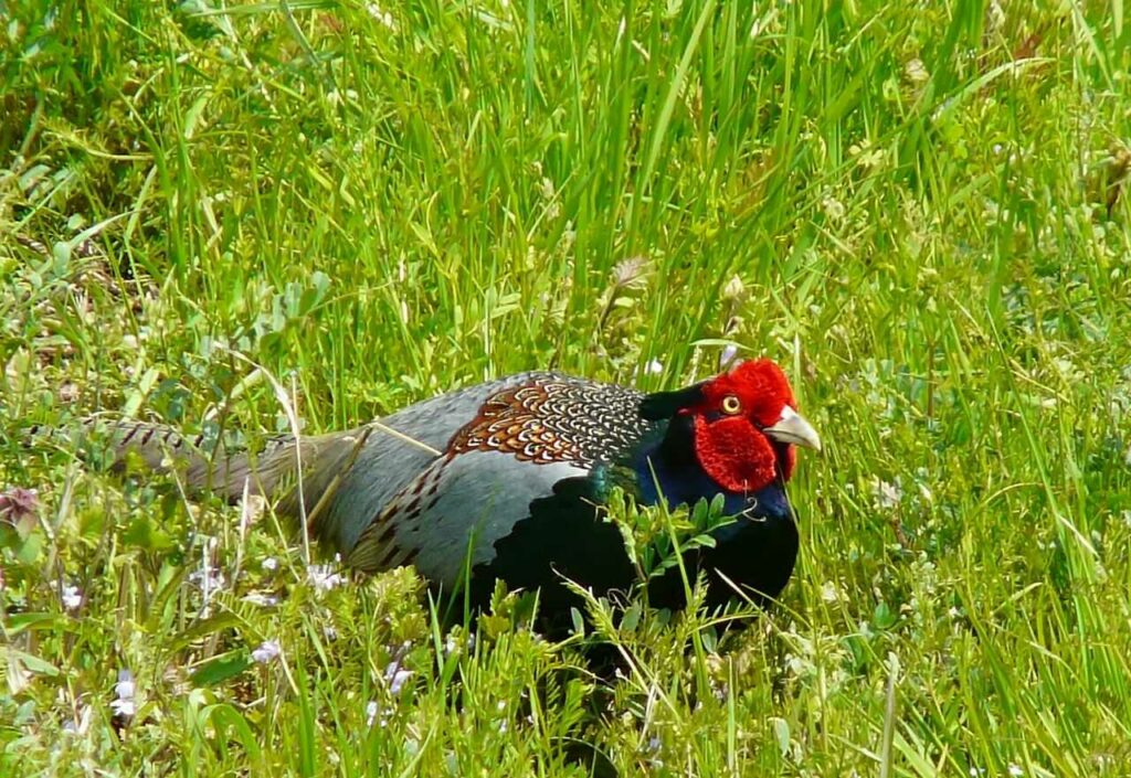 Pheasant