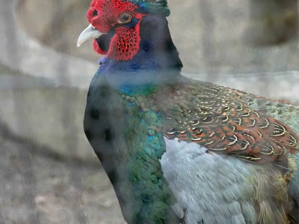 Pheasant