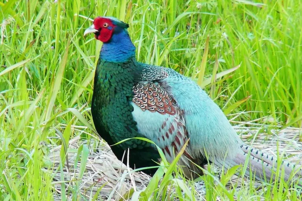 Pheasant