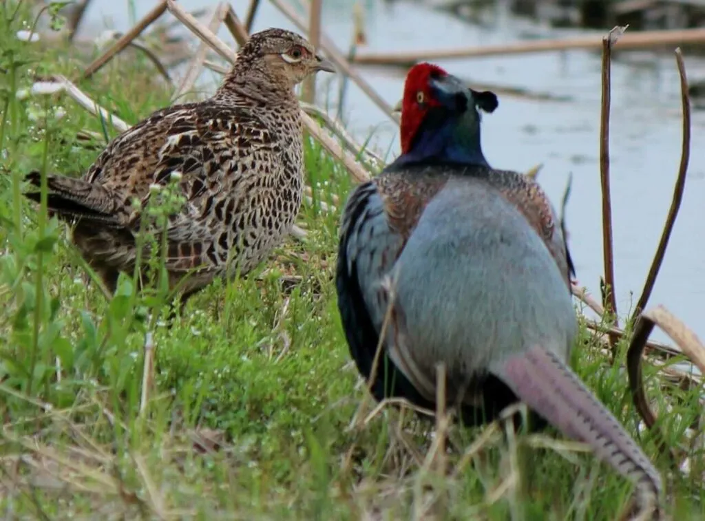 Pheasant