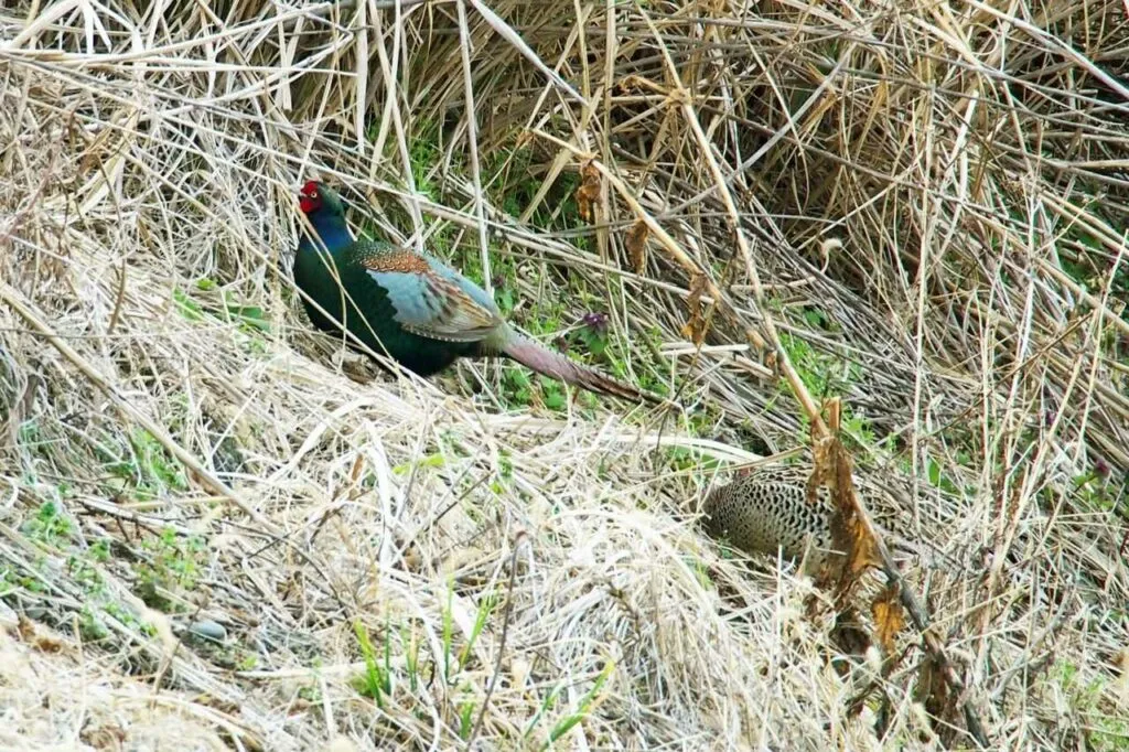 Pheasant