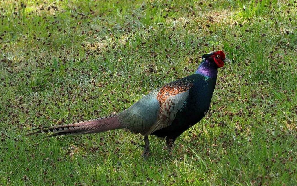 Pheasant