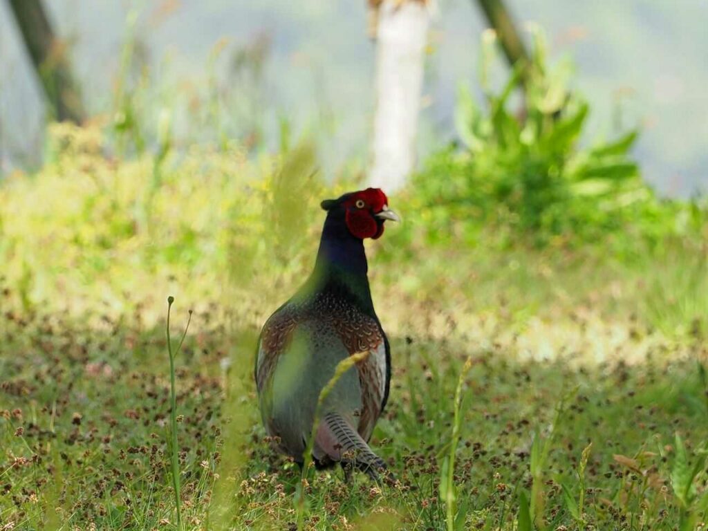 Pheasant