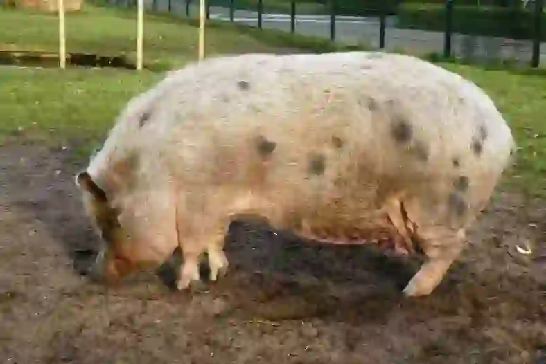 Pig