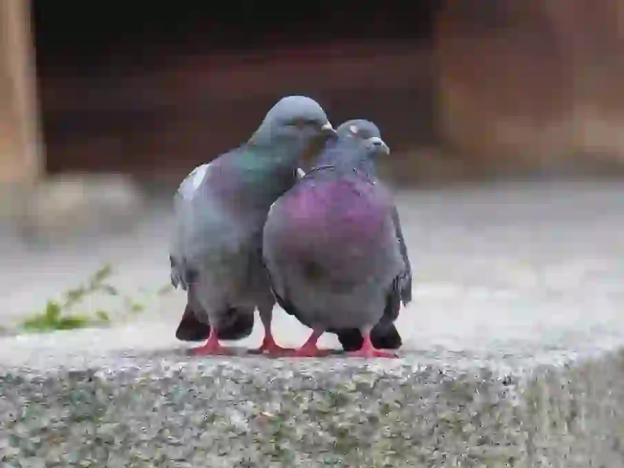 Pigeon