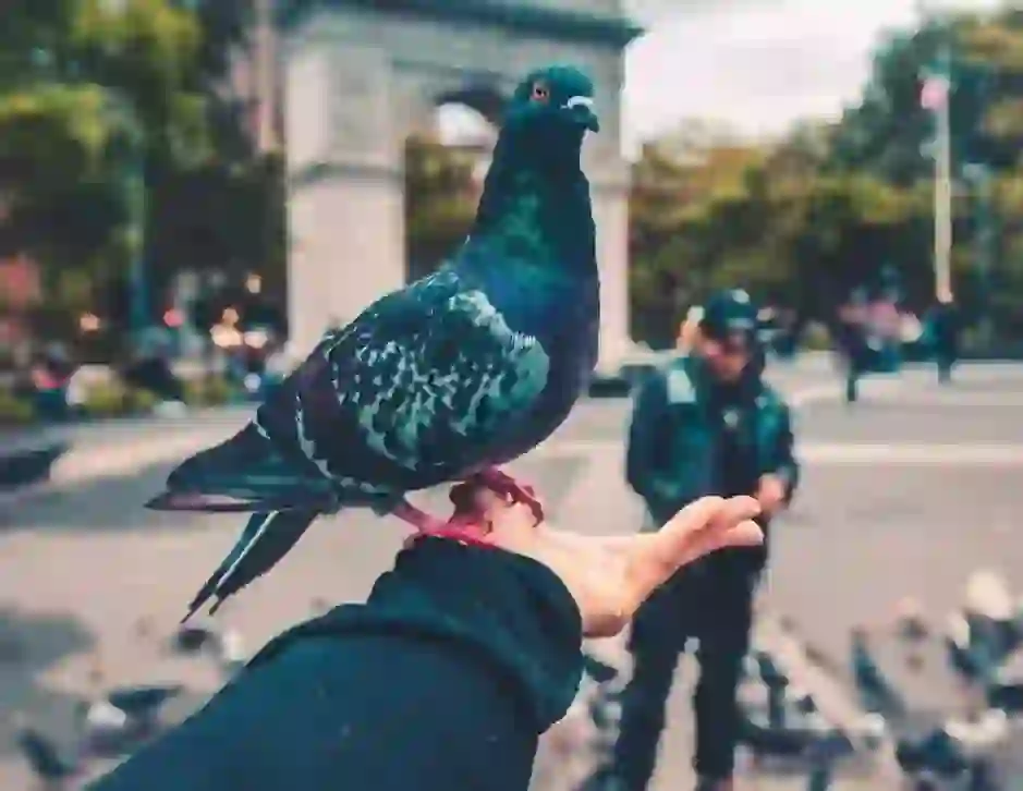 Pigeon