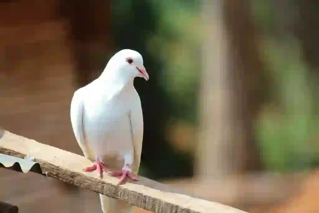 Pigeon