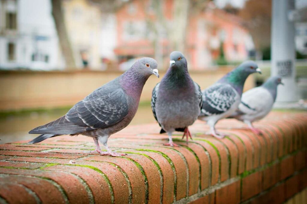 Pigeon