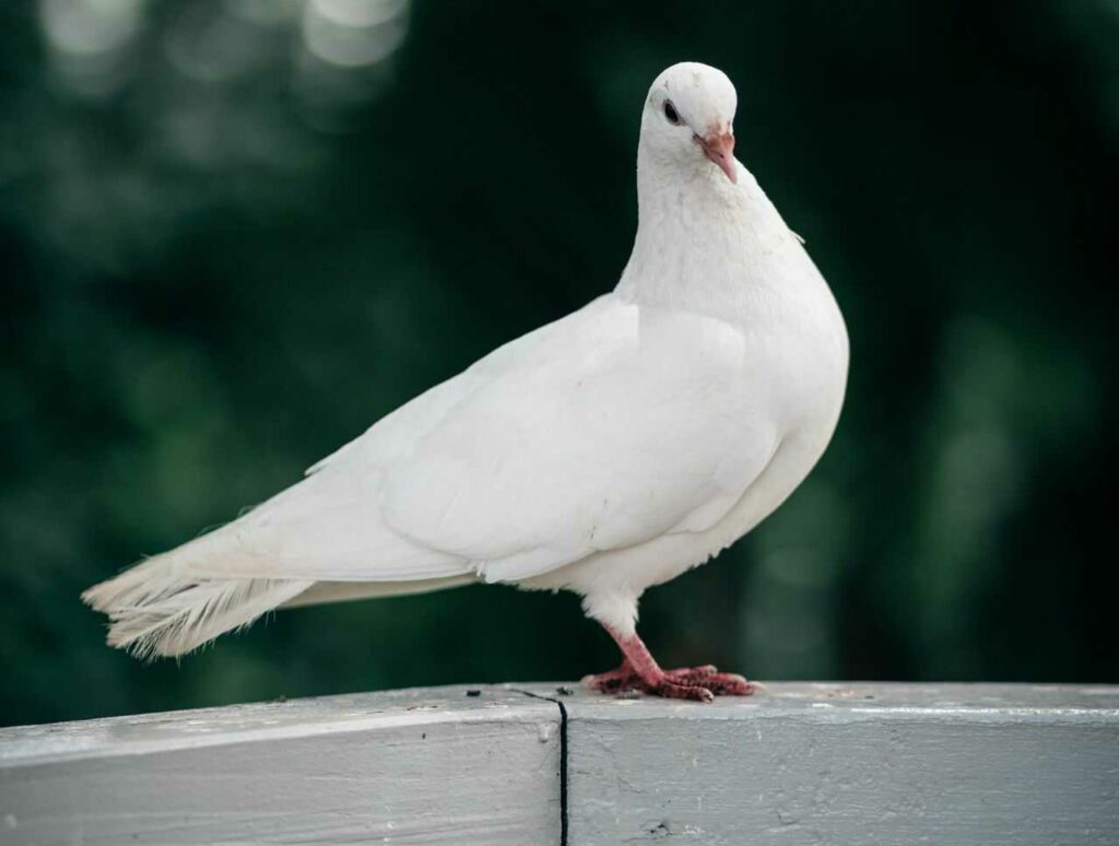 Pigeon