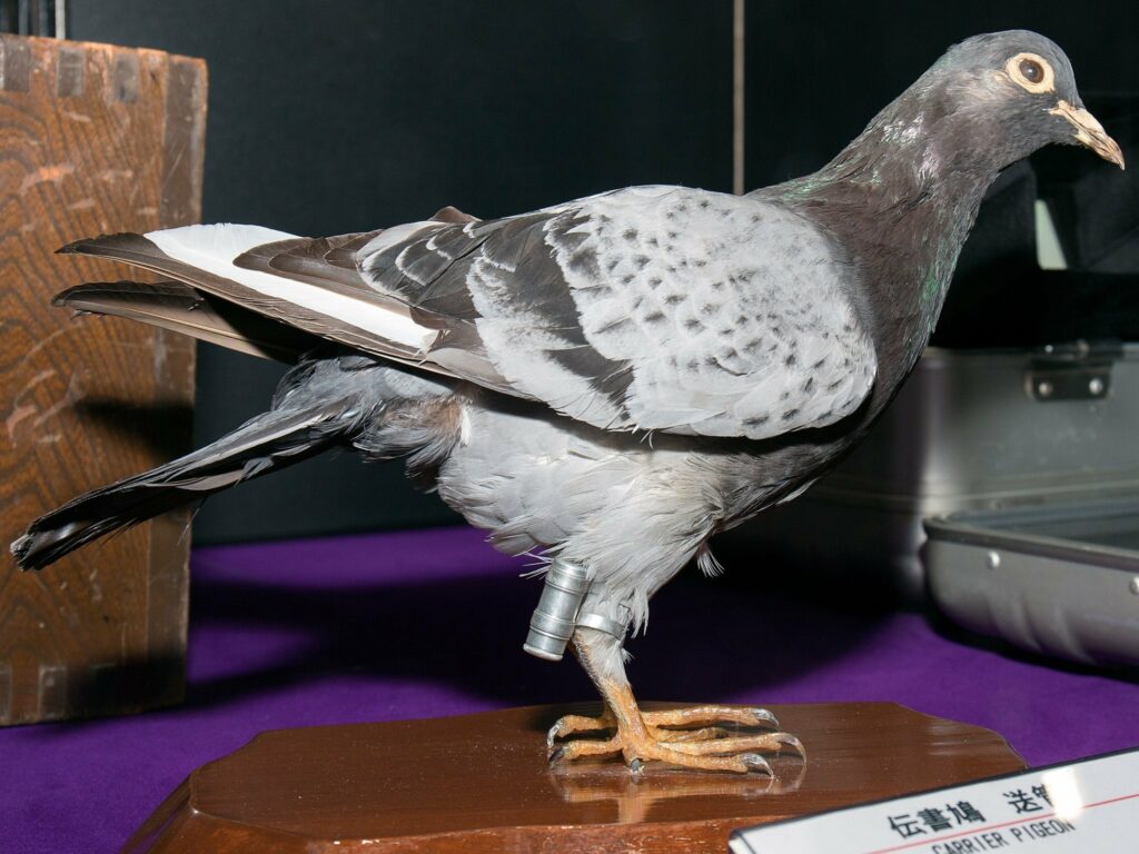 Pigeon