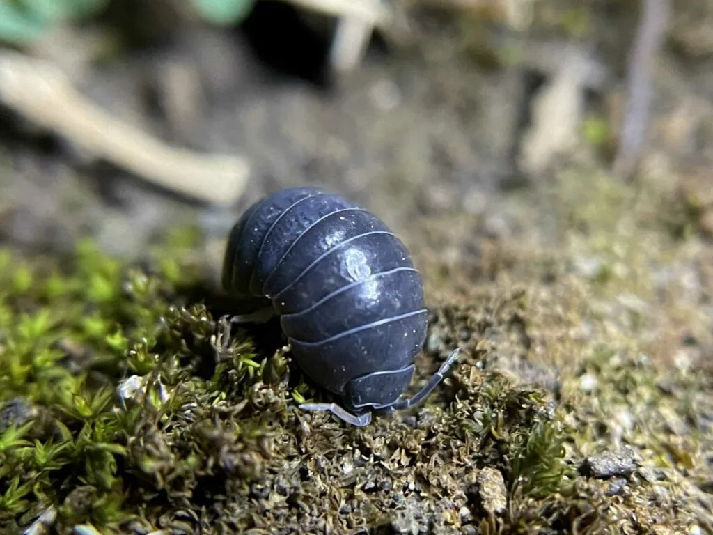 Pill Bug