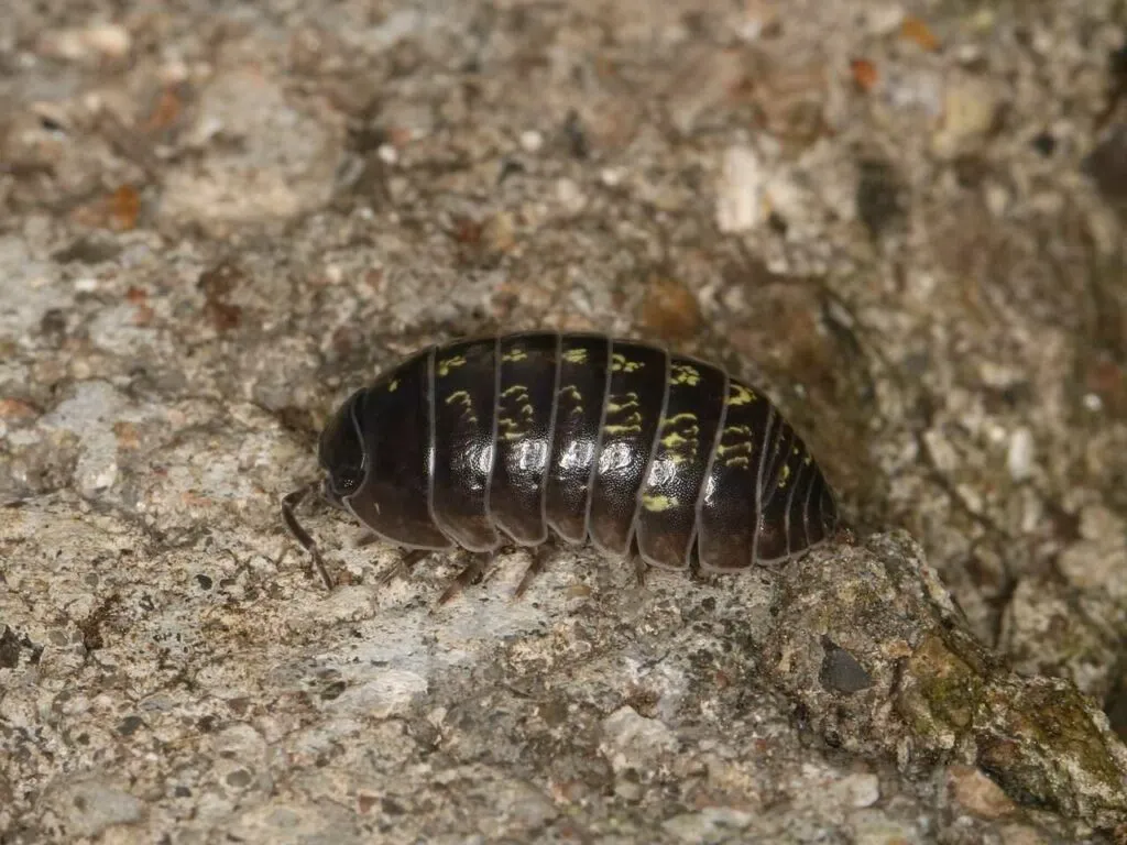 Pill Bug