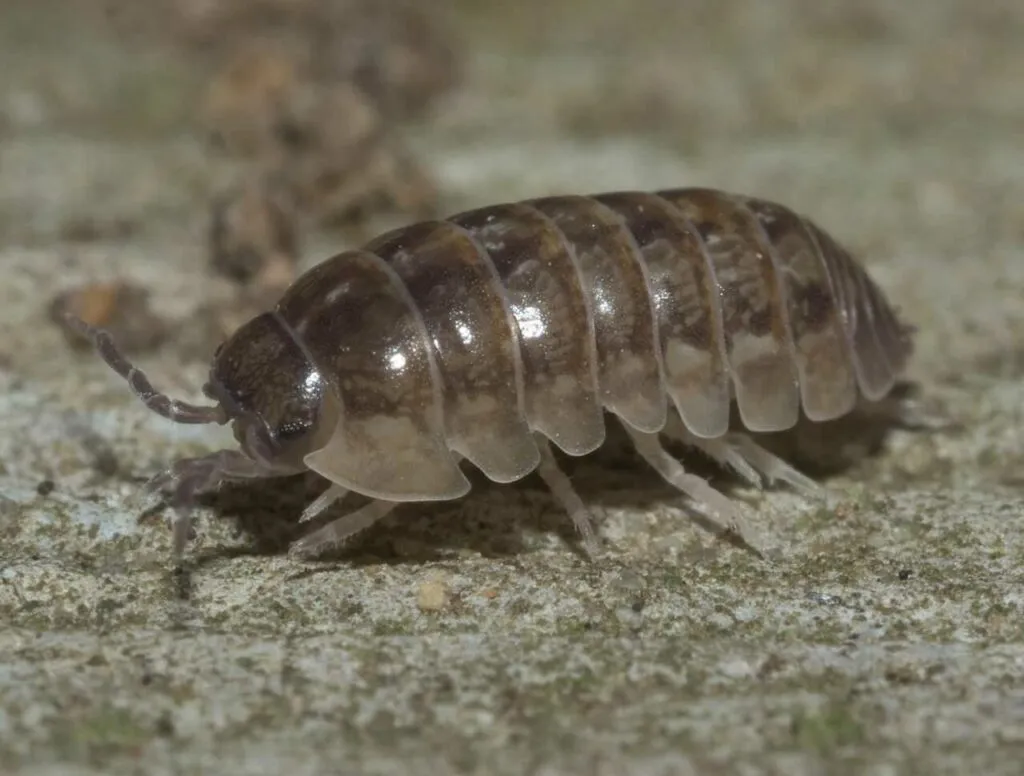 Pill Bug