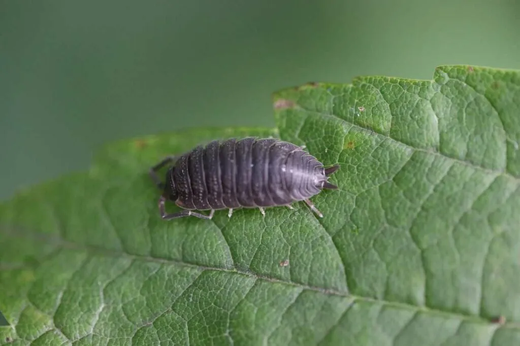 Pill Bug