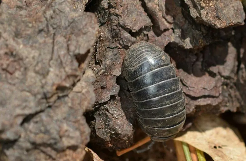 Pill Bug