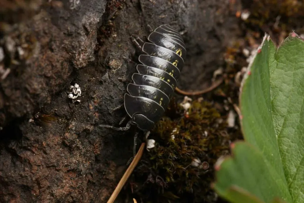 Pill Bug