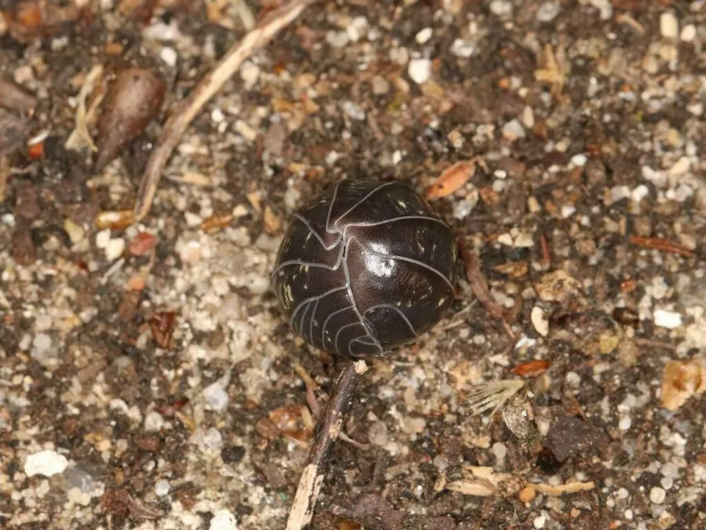 Pill Bug