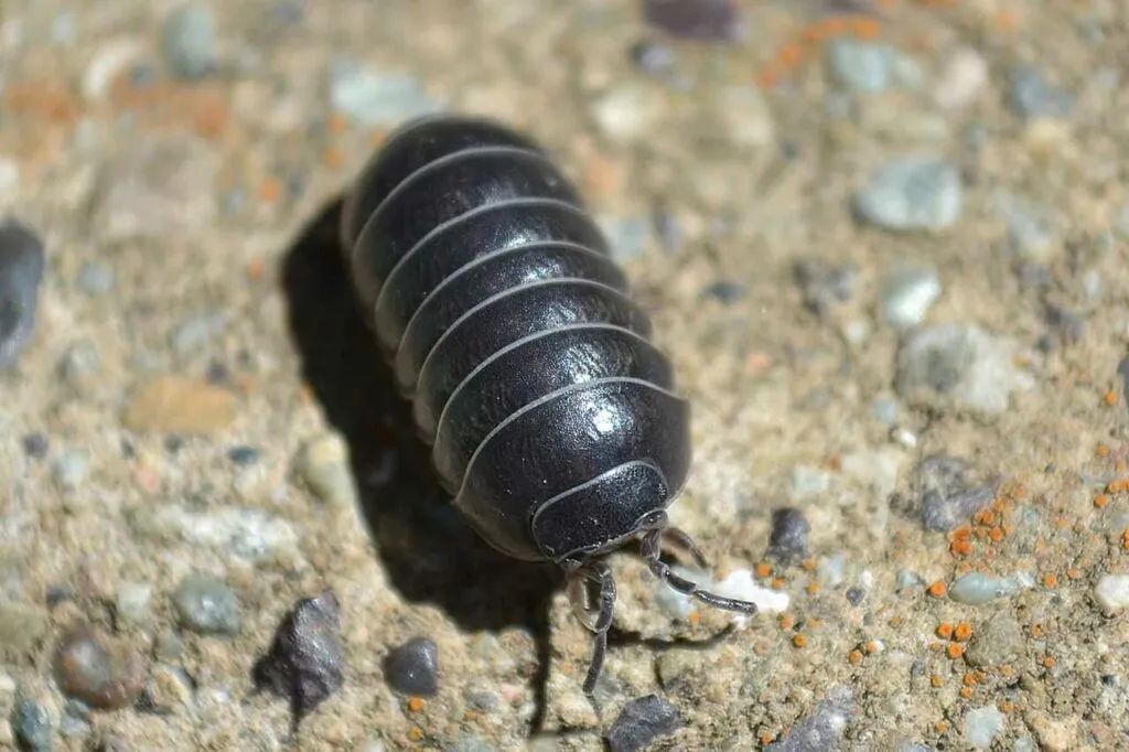 Pill Bug