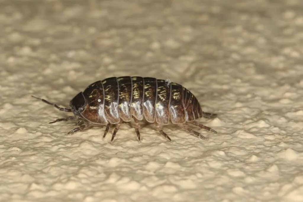 Pill Bug