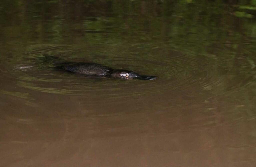 Platypus