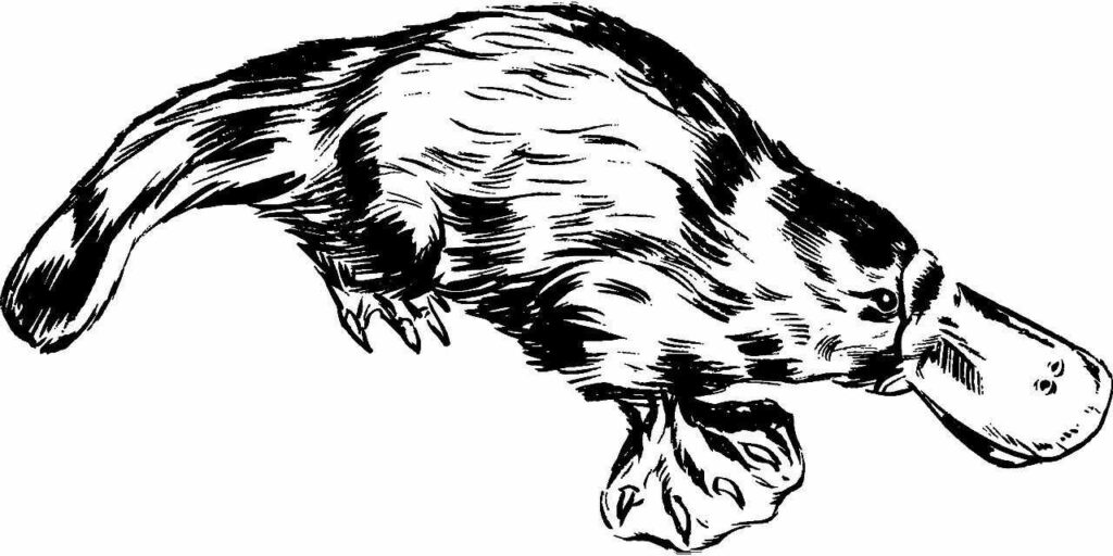 Platypus