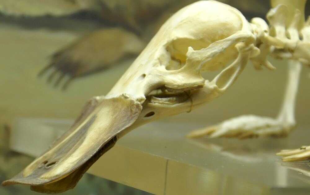 Platypus