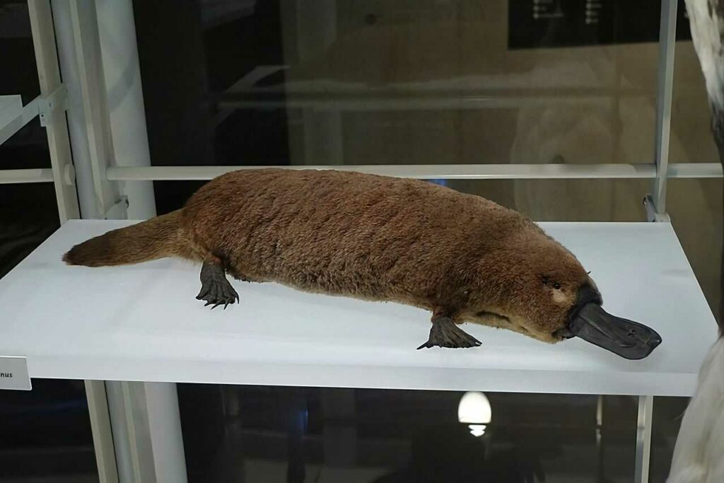 Platypus