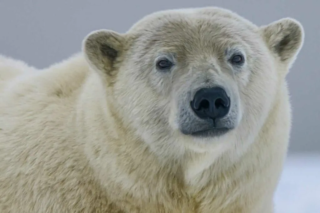 Polar Bear