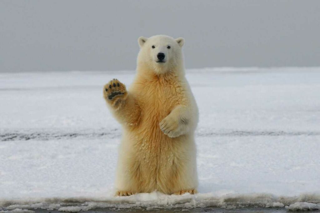 Polar Bear