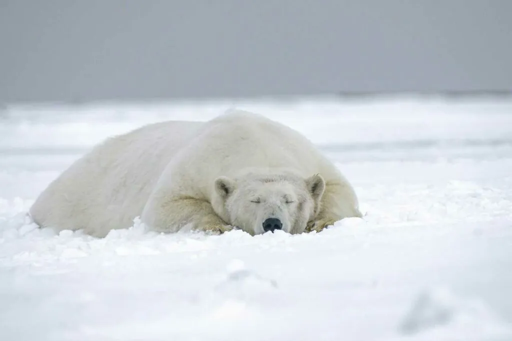 Polar Bear