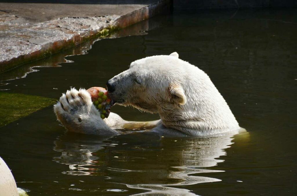 ホッキョクグマ