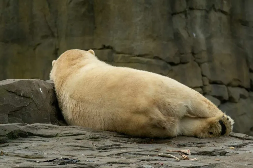 Polar Bear