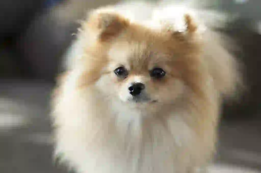 Pomeranian