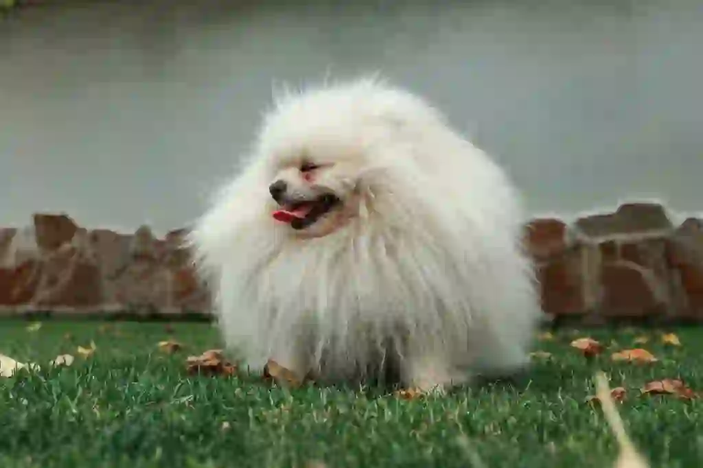 Pomeranian