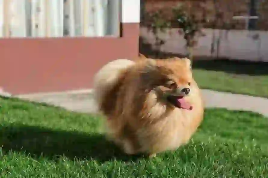 Pomeranian