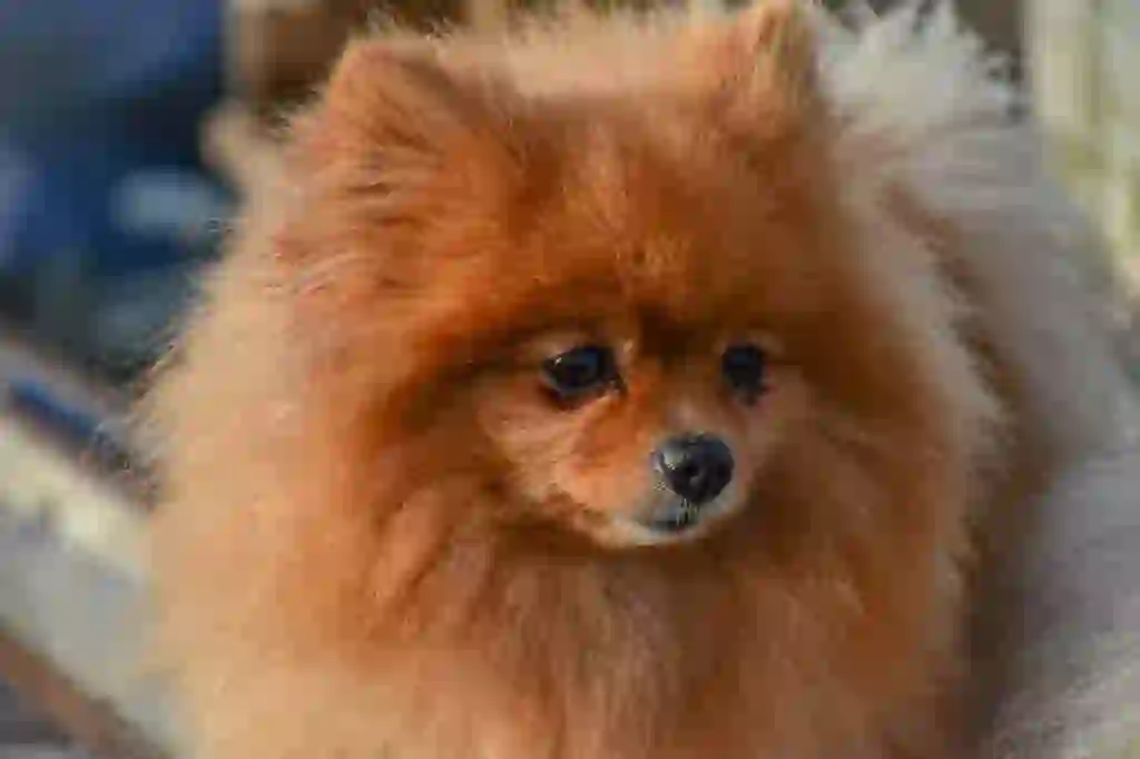 Pomeranian