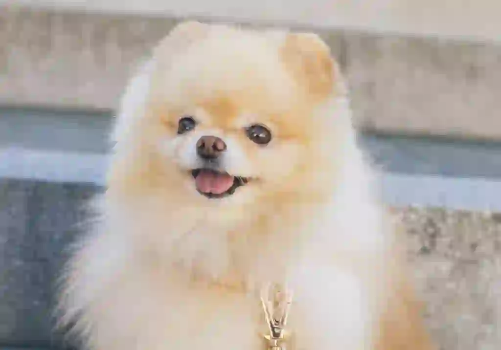 Pomeranian