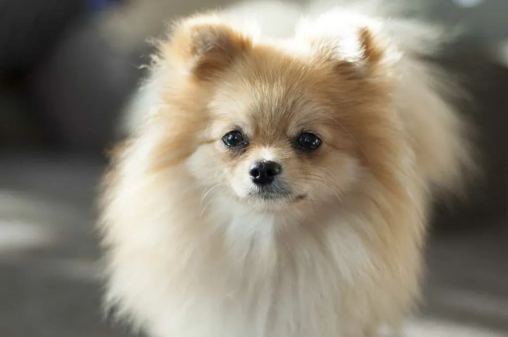 Pomeranian