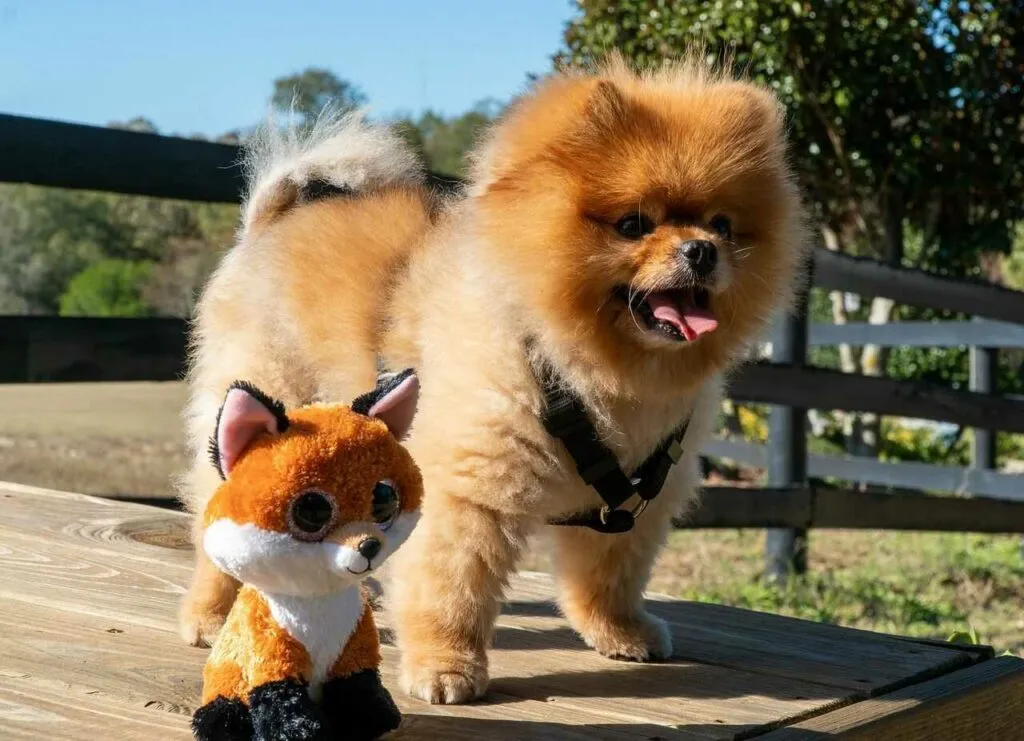 Pomeranian