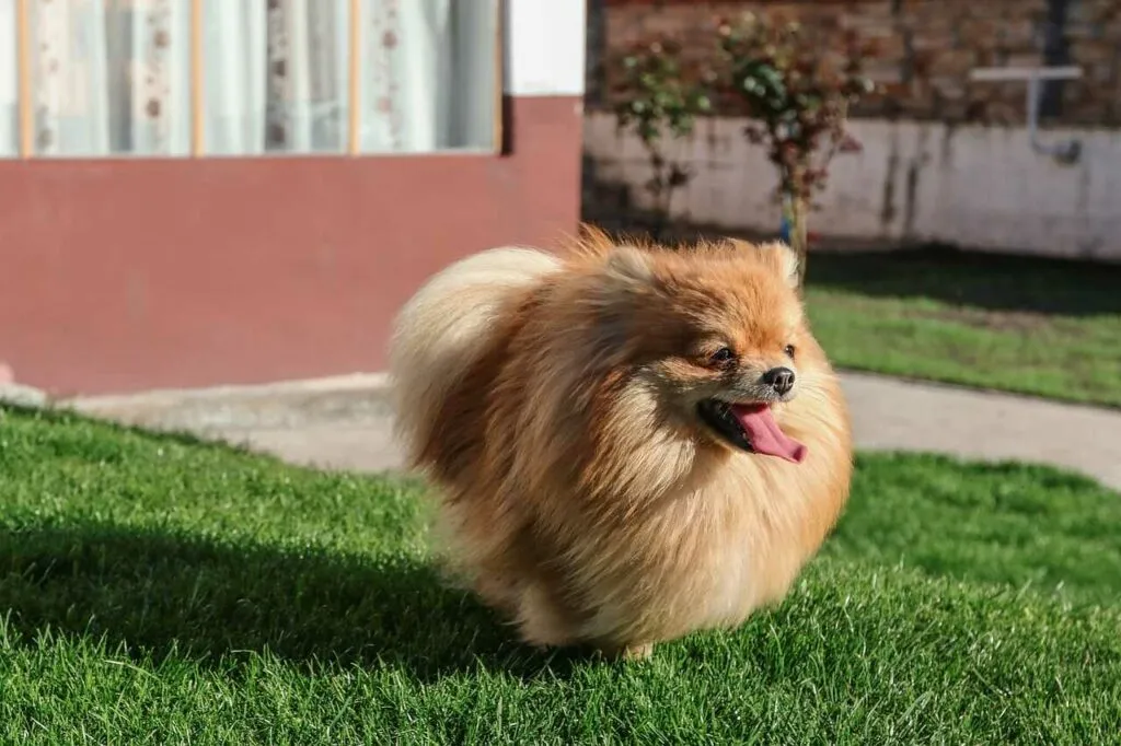 Pomeranian