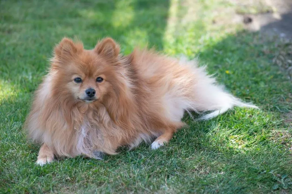 Pomeranian